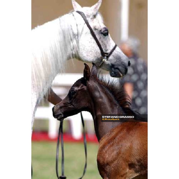 Arabian horse show Rome Capannelle 16th may 2004 ph. Stefano Grasso