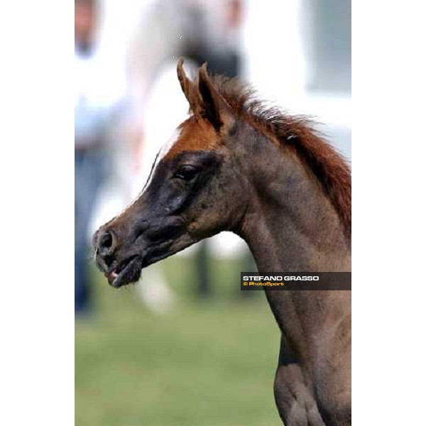 Arabian horse show Rome Capannelle 16th may 2004 ph. Stefano Grasso