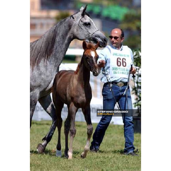 Arabian horse show Rome Capannelle 16th may 2004 ph. Stefano Grasso