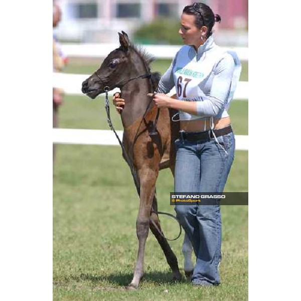 Arabian horse show Rome Capannelle 16th may 2004 ph. Stefano Grasso