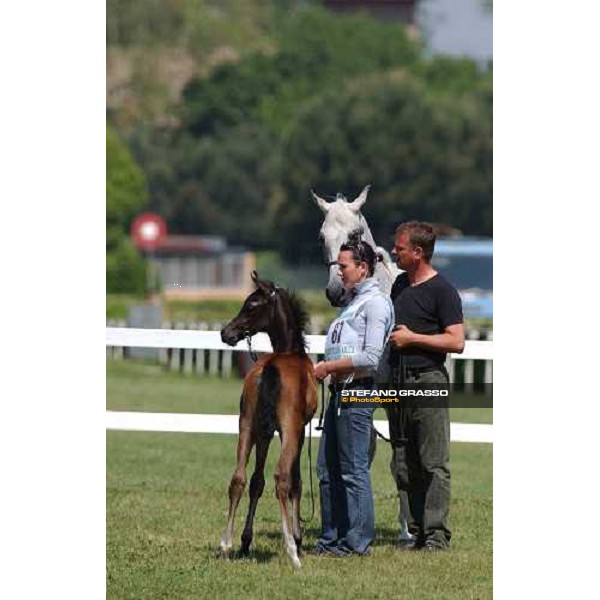 Arabian horse show Rome Capannelle 16th may 2004 ph. Stefano Grasso