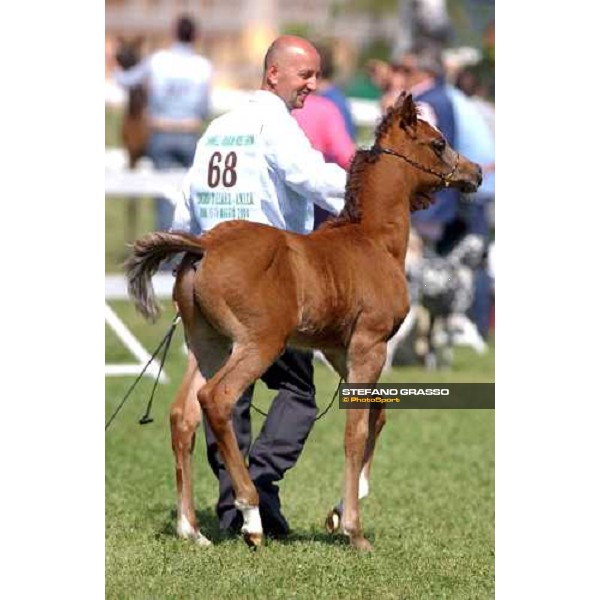 Arabian horse show Rome Capannelle 16th may 2004 ph. Stefano Grasso
