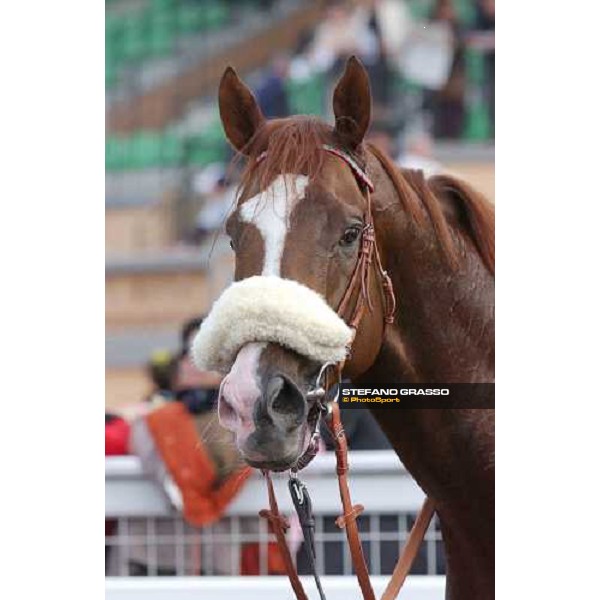 close up for Altieri Premio Presidente della Repubblica- Prize ceremony Rome Capannelle 16th may 2004 ph. Stefano Grasso