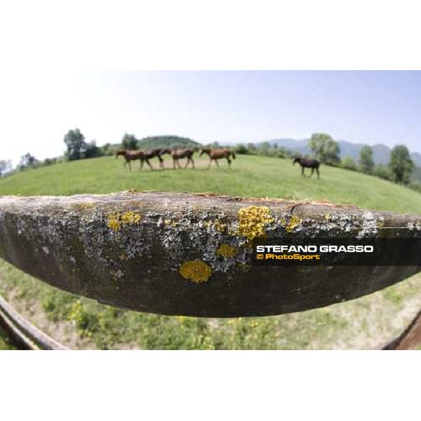 yearlings in the paddocks at Razza del Velino Colli del Velino (RI), 22nd may 2007 ph. Stefano Grasso