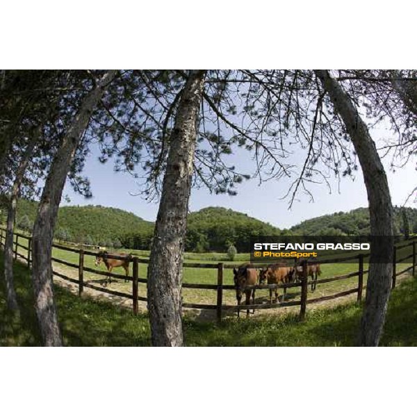 yearlings in the paddocks at Razza del Velino Colli del Velino (RI), 22nd may 2007 ph. Stefano Grasso