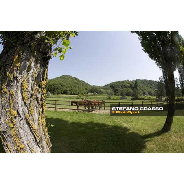 yearlings in the paddocks at Razza del Velino Colli del Velino (RI), 22nd may 2007 ph. Stefano Grasso