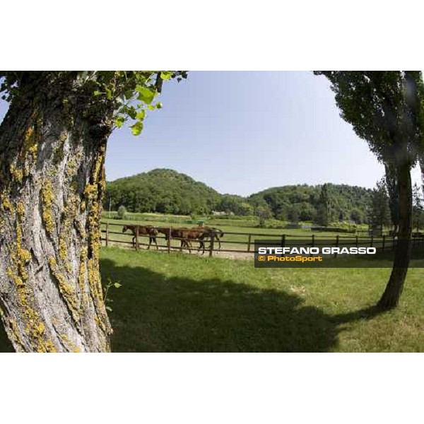 yearlings in the paddocks at Razza del Velino Colli del Velino (RI), 22nd may 2007 ph. Stefano Grasso
