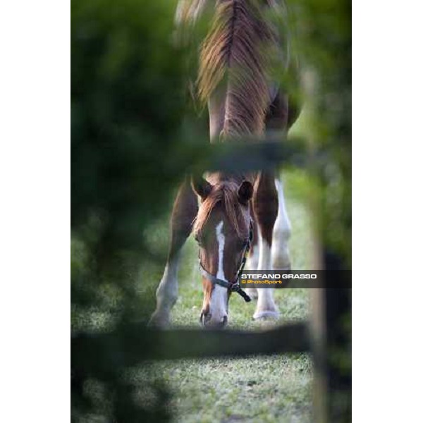 yearlings in the paddocks of Razza del Velino Colli del Velino (RI), 22nd may 2007 ph. Stefano Grasso