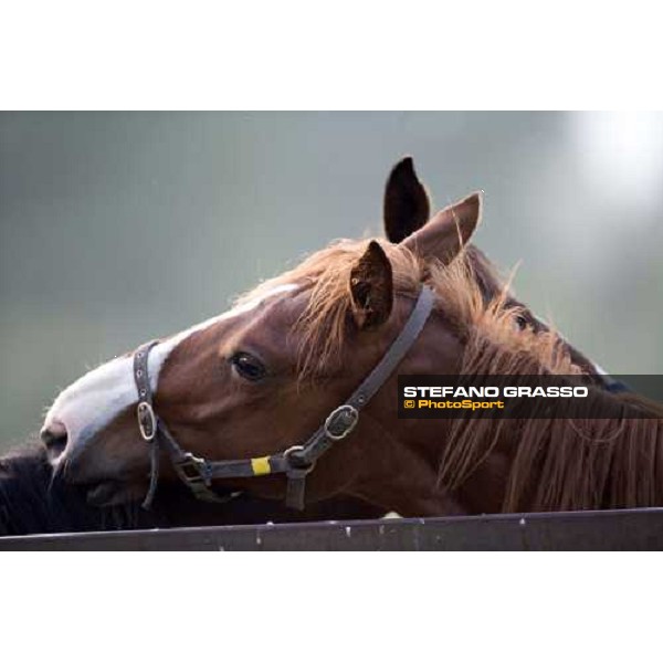 yearlings playing in the paddocks of Razza del Velino Colli del Velino (RI), 22nd may 2007 ph. Stefano Grasso