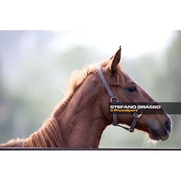 yearlings in the paddocks of Razza del Velino Colli del Velino (RI), 22nd may 2007 ph. Stefano Grasso