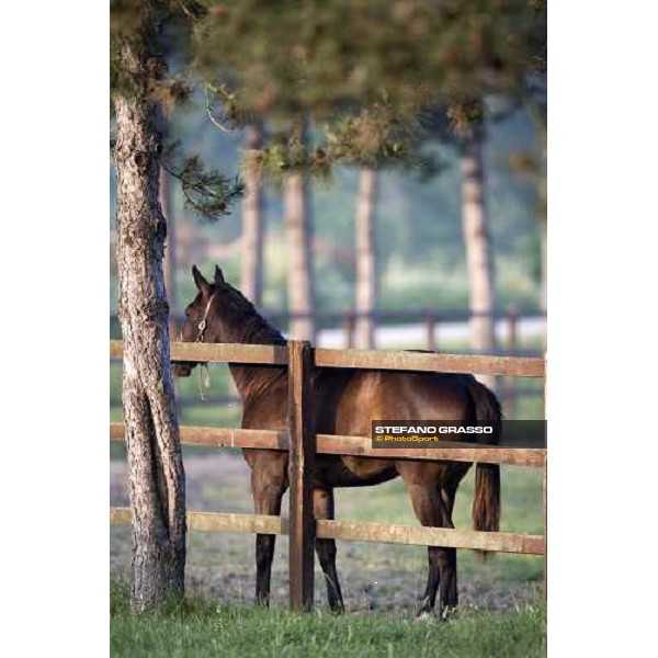 yearlings in the paddocks of Razza del Velino Colli del Velino (RI), 22nd may 2007 ph. Stefano Grasso