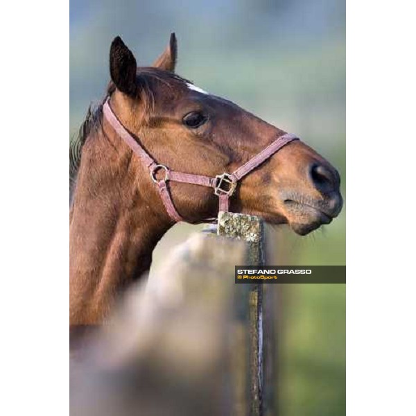 yearling in the paddocks of Razza del Velino Colli del Velino (RI), 22nd may 2007 ph. Stefano Grasso