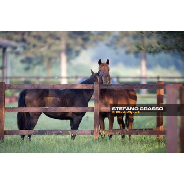 yearlings in the paddocks of Razza del Velino Colli del Velino (RI), 22nd may 2007 ph. Stefano Grasso