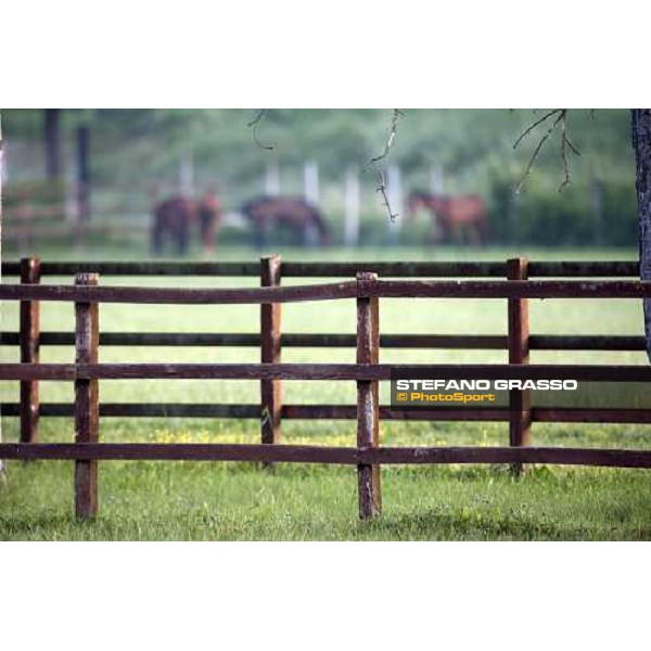 yearlings in the paddocks of Razza del Velino Colli del Velino (RI), 22nd may 2007 ph. Stefano Grasso