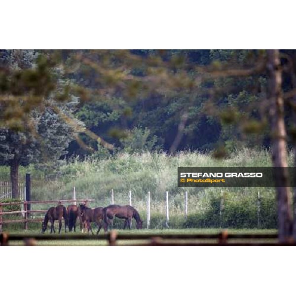 yearlings in the paddocks of Razza del Velino Colli del Velino (RI), 22nd may 2007 ph. Stefano Grasso