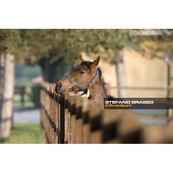 yearling in the paddocks of Razza del Velino Colli del Velino (RI), 22nd may 2007 ph. Stefano Grasso