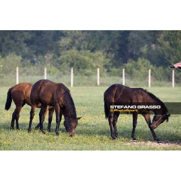 yearlings in the paddocks of Razza del Velino Colli del Velino (RI), 22nd may 2007 ph. Stefano Grasso