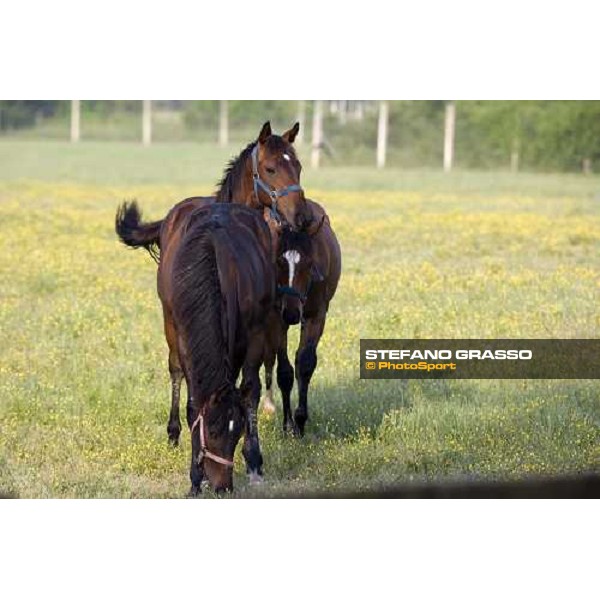 yearlings in the paddocks of Razza del Velino Colli del Velino (RI), 22nd may 2007 ph. Stefano Grasso
