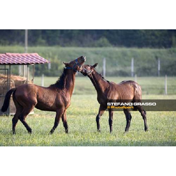 yearlings playing in the paddocks of Razza del Velino Colli del Velino (RI), 22nd may 2007 ph. Stefano Grasso