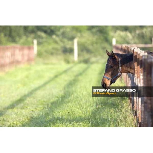 yearling in the paddocks of Razza del Velino Colli del Velino (RI), 22nd may 2007 ph. Stefano Grasso