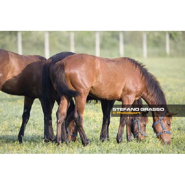 yearlings in the paddocks of Razza del Velino Colli del Velino (RI), 22nd may 2007 ph. Stefano Grasso