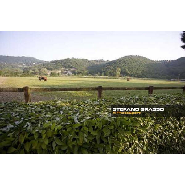 yearlings in the paddocks at Razza del Velino Colli del Velino (RI), 22nd may 2007 ph. Stefano Grasso