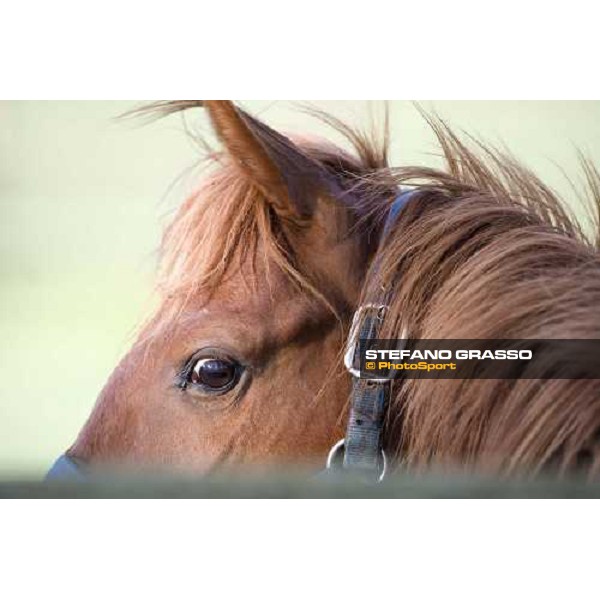 yearlings in the paddocks at Razza del Velino Colli del Velino (RI), 22nd may 2007 ph. Stefano Grasso