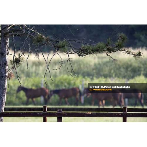 yearlings in the paddocks at Razza del Velino Colli del Velino (RI), 22nd may 2007 ph. Stefano Grasso