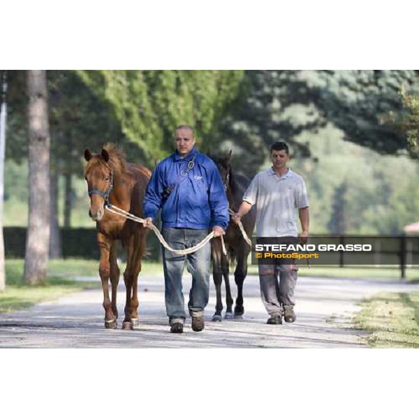 yearlings in the paddocks at Razza del Velino Colli del Velino (RI), 22nd may 2007 ph. Stefano Grasso