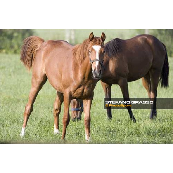 yearlings in the paddocks at Razza del Velino Colli del Velino (RI), 22nd may 2007 ph. Stefano Grasso