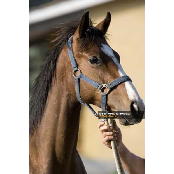 yearling in the paddocks at Razza del Velino Colli del Velino (RI), 22nd may 2007 ph. Stefano Grasso