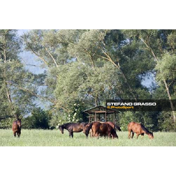 yearlings in the paddocks at Razza del Velino Colli del Velino (RI), 22nd may 2007 ph. Stefano Grasso