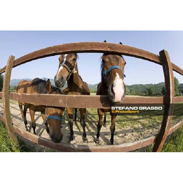 yearlings in the paddocks of Razza del Velino Colli del Velino (RI), 22nd may 2007 ph. Stefano Grasso