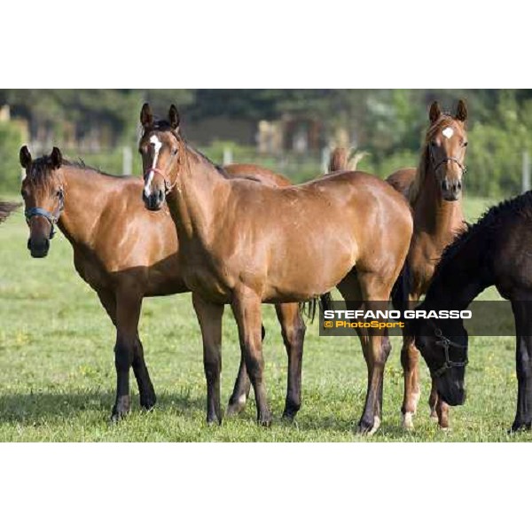 yearlings in the paddocks at Razza del Velino Colli del Velino (RI), 22nd may 2007 ph. Stefano Grasso