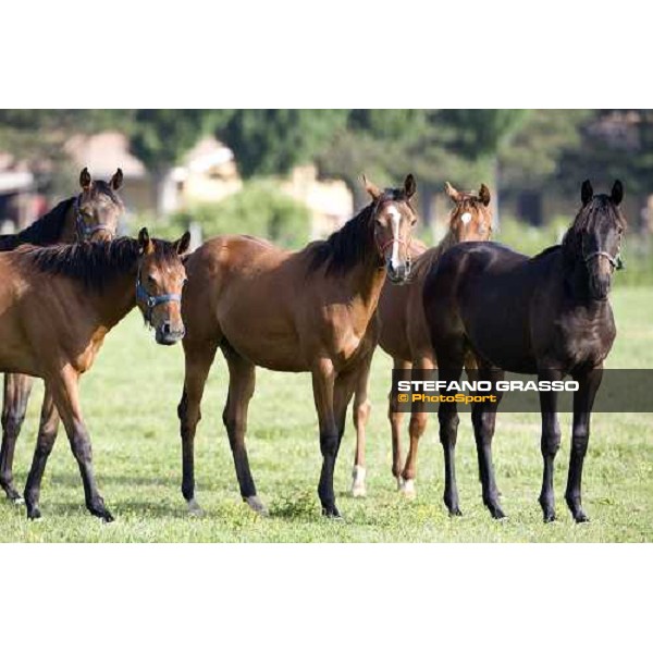 yearlings in the paddocks at Razza del Velino Colli del Velino (RI), 22nd may 2007 ph. Stefano Grasso