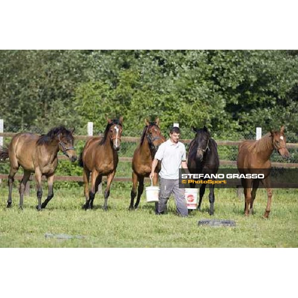 yearlings in the paddocks at Razza del Velino Colli del Velino (RI), 22nd may 2007 ph. Stefano Grasso