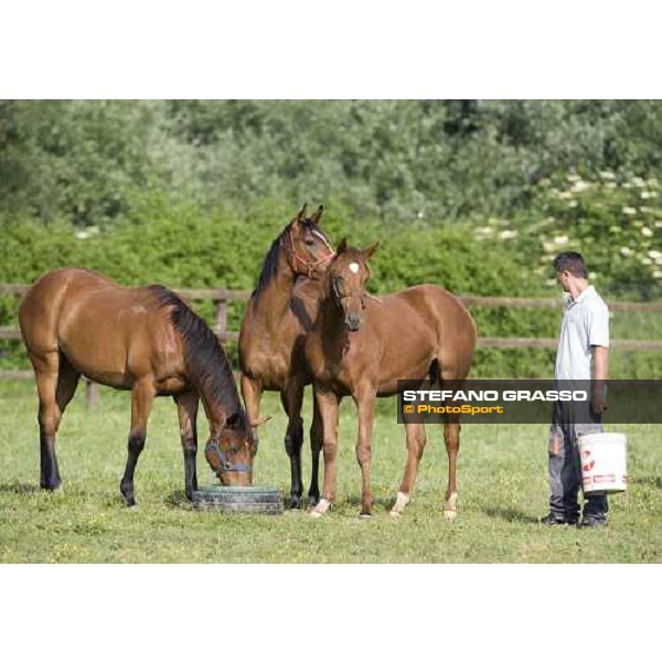 yearlings in the paddocks at Razza del Velino Colli del Velino (RI), 22nd may 2007 ph. Stefano Grasso
