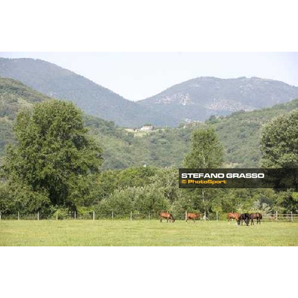 yearlings in the paddocks at Razza del Velino Colli del Velino (RI), 22nd may 2007 ph. Stefano Grasso