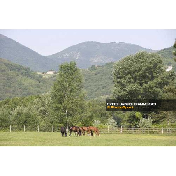 yearlings in the paddocks at Razza del Velino Colli del Velino (RI), 22nd may 2007 ph. Stefano Grasso