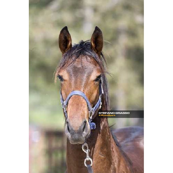 checking a yearling at Razza del Velino Colli del Velino (RI), 22nd may 2007 ph. Stefano Grasso