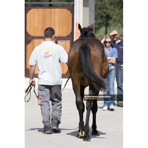 checking a yearling at Razza del Velino Colli del Velino (RI), 22nd may 2007 ph. Stefano Grasso