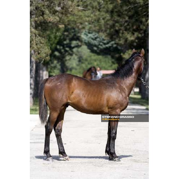 checking a yearling at Razza del Velino Colli del Velino (RI), 22nd may 2007 ph. Stefano Grasso