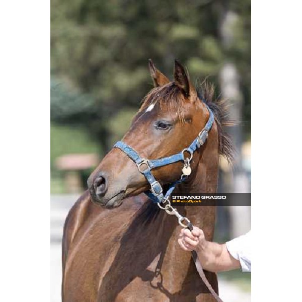 checking a yearling at Razza del Velino Colli del Velino (RI), 22nd may 2007 ph. Stefano Grasso