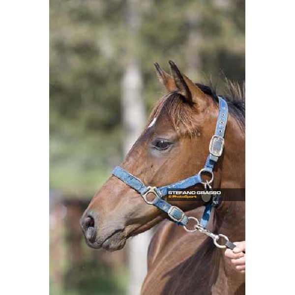 checking a yearling at Razza del Velino Colli del Velino (RI), 22nd may 2007 ph. Stefano Grasso