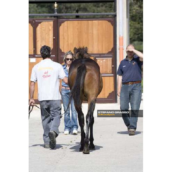 checking a yearling at Razza del Velino Colli del Velino (RI), 22nd may 2007 ph. Stefano Grasso