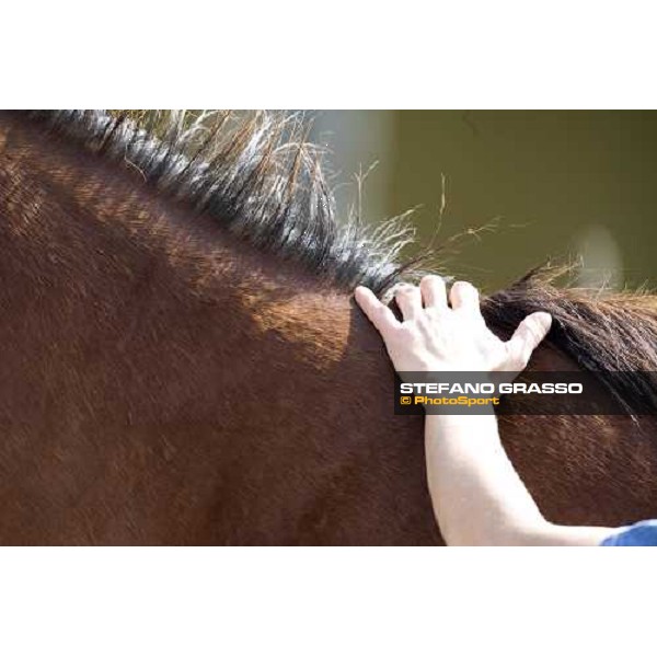 checking a yearling at Razza del Velino Colli del Velino (RI), 22nd may 2007 ph. Stefano Grasso