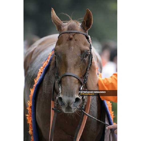 a close up for Sudan winner of Gran Premio di Milano Milan, 17th june 2007 ph.Stefano Grasso
