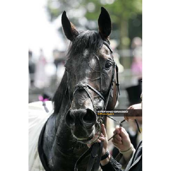 a close up for Yeats winner of the Gold Cup Ascot, Royal Ascot 3rd day, 21st june 2007 ph. Stefano Grasso