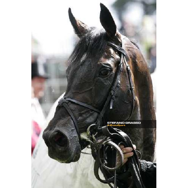 a close up for Yeats winner of the Gold Cup Ascot, Royal Ascot 3rd day, 21st june 2007 ph. Stefano Grasso