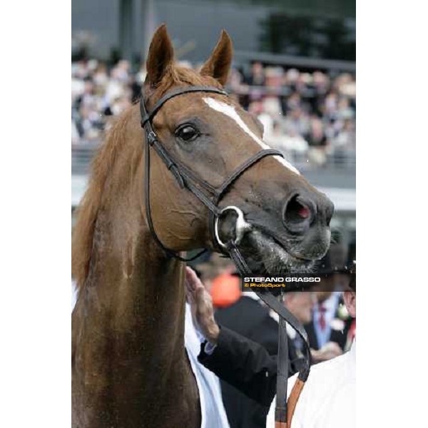a close up for Soldier\'s Tale winner of the Golden Jubilee Stakes Ascot, Royal Ascot, 5th day 23rd june 2007 ph. Stefano Grasso